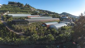 Tulipa Garden Center