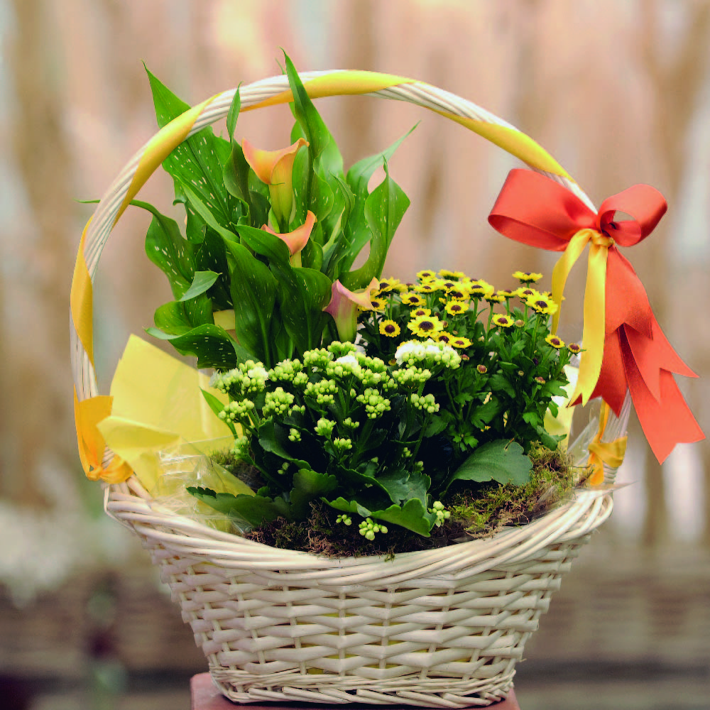 Memphis Basket Tulipa