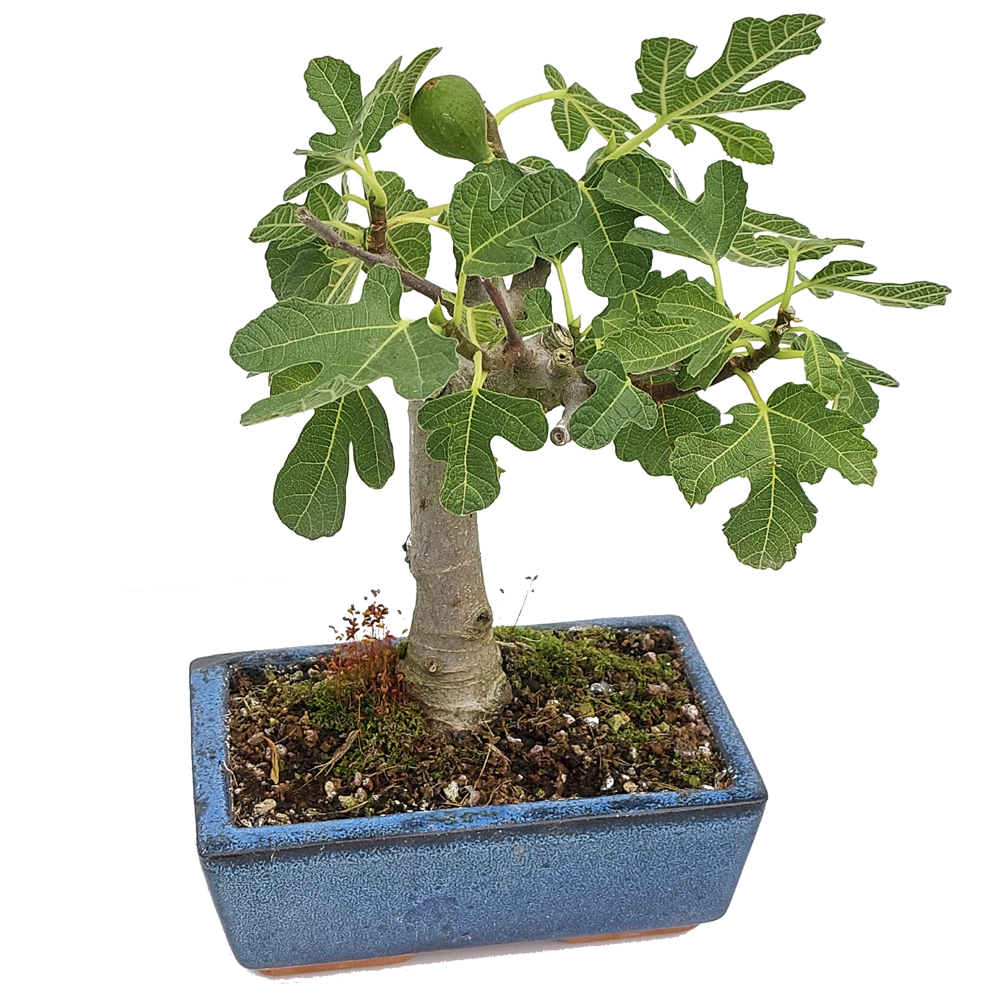 Bonsai Fig Tree 9 Years - Tulipa